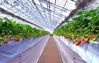 嘉山農園 いちご狩り体験【横須賀市】